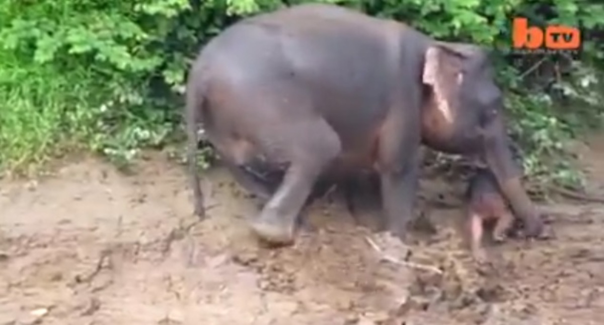 Μαμά ελεφαντίνα σώζει το μικρό της από πνιγμό! Δείτε το video