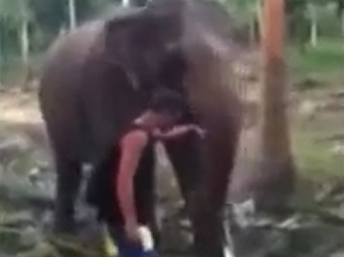 Πως εκδικείται ο ελέφαντας τον ενοχλητικό τουρίστα;