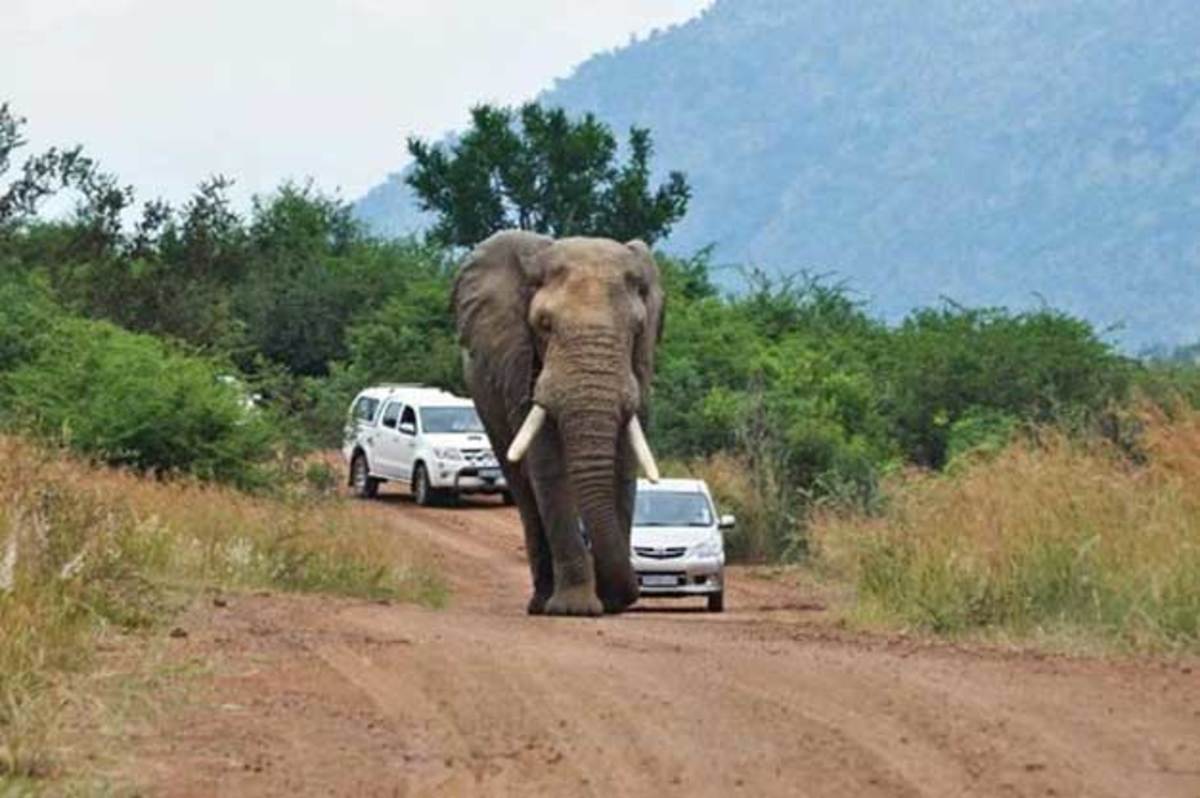 Ξαφνικά οι δρόμοι της βόρειας Ινδίας γέμισαν ελέφαντες