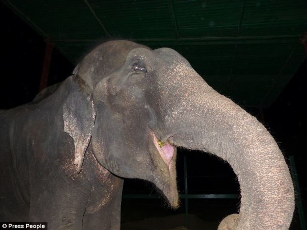 Ο ελέφαντας που έμεινε 50 χρόνια σκλάβος κι έκλαψε όταν ελευθερώθηκε (ΦΩΤΟ)
