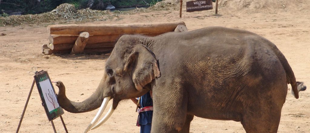 Δύο ελέφαντες στα δικαστήρια γιατί έχουν φυματίωση