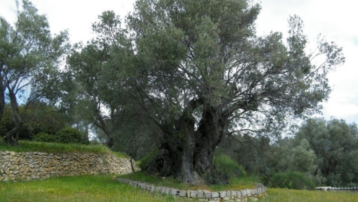 To ελαιόδεντρο που διεκδικεί βραβείο ομορφιάς