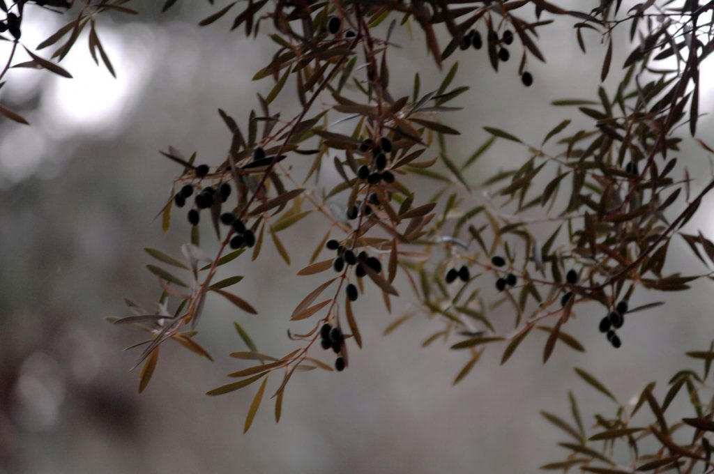 Μεγάλες ζημιές σε καλλιέργειες με ελαιόδενδρα στην Πελοπόννησο