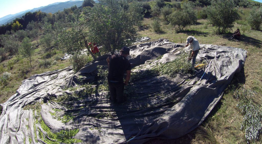 Πώς η ελιά μπορεί να βοηθήσει την Ελλάδα στις διεθνείς αγορές