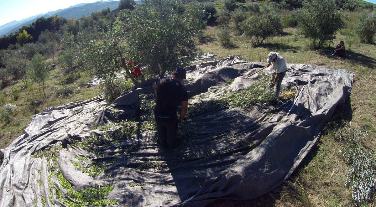 Πώς η ελιά μπορεί να βοηθήσει την Ελλάδα στις διεθνείς αγορές