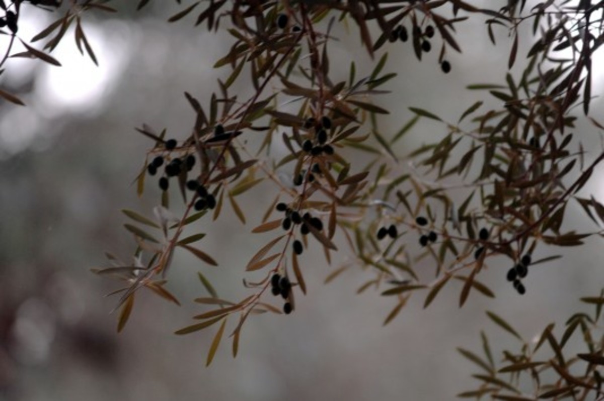 Έκλεψαν 50 κιλά ελιές από χωράφι στην Κρέστενα