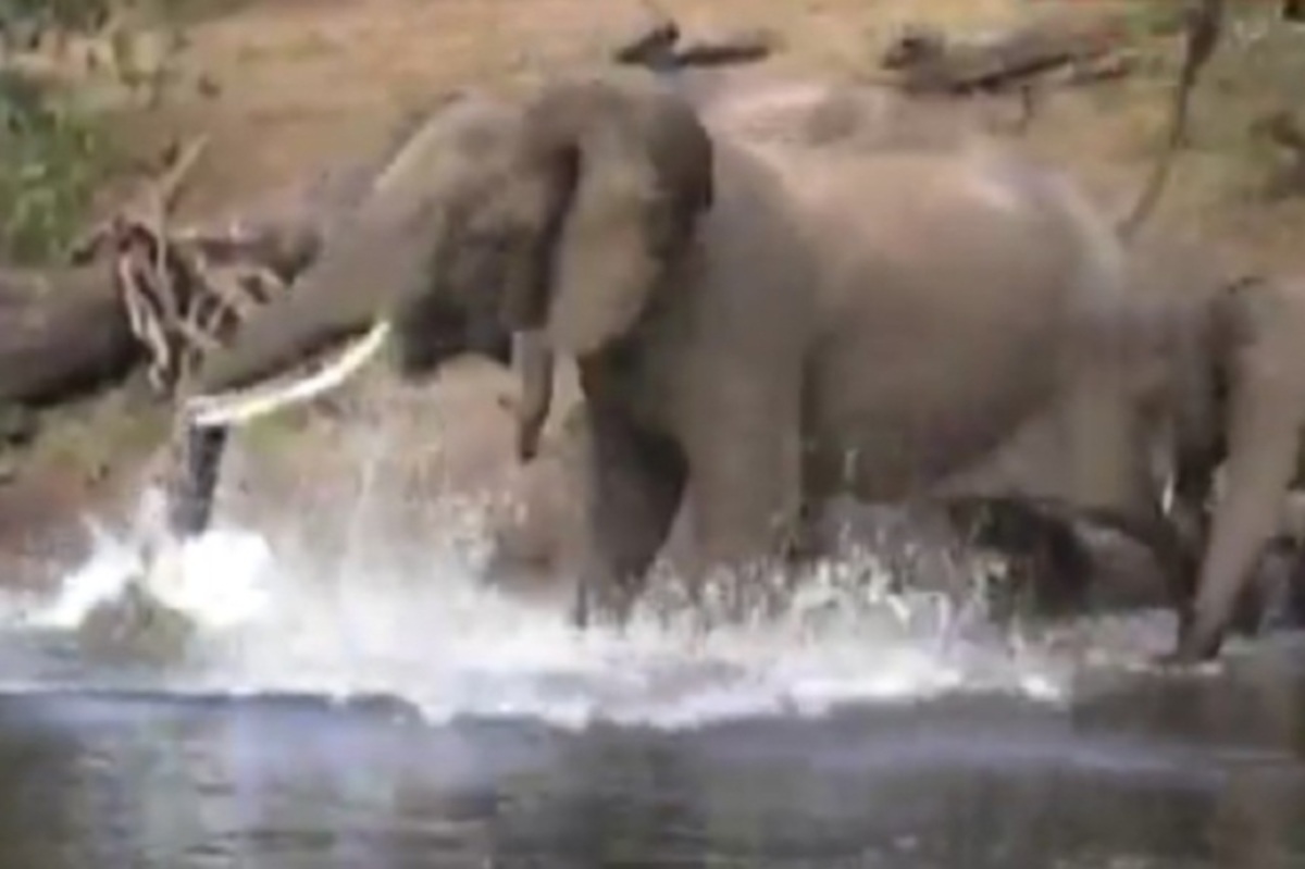 Eλέφαντας δέχτηκε επίθεση από κροκόδειλο – Δείτε το βίντεο