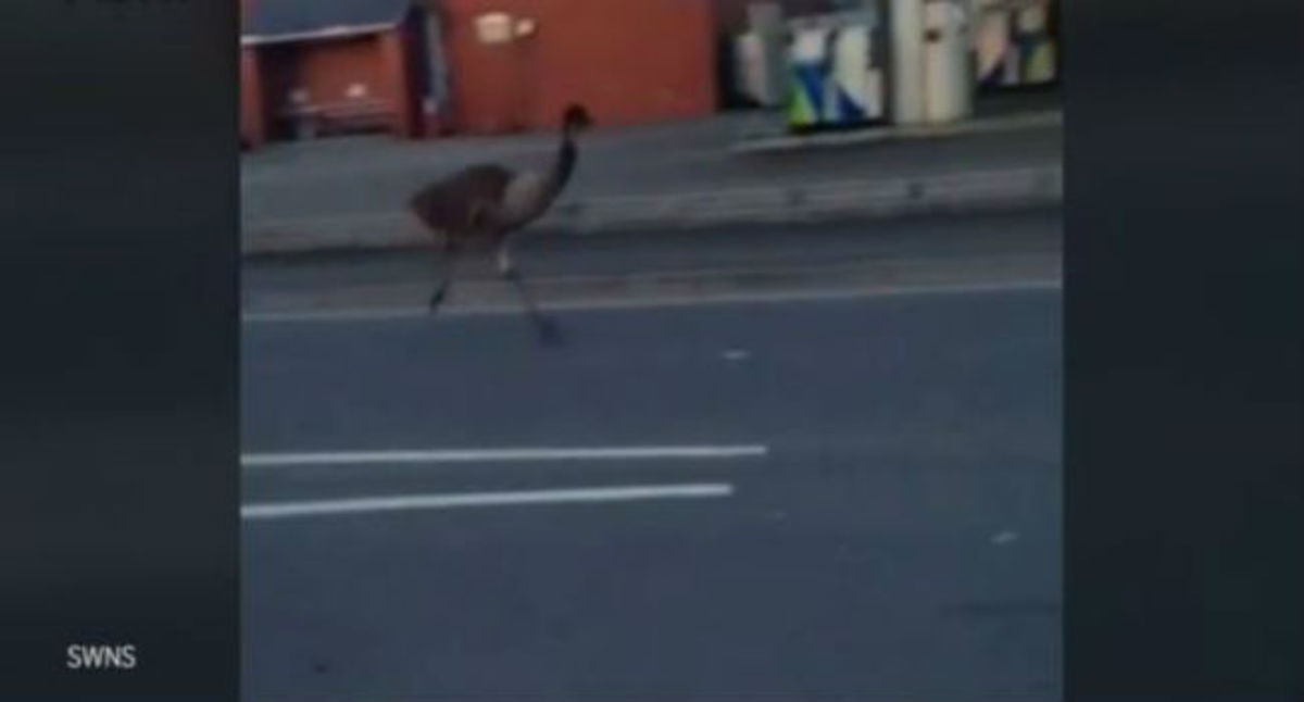 Στρουθοκάμηλος τρέχει στους δρόμους αφήνοντας άφωνους τους περαστικούς (βίντεο)
