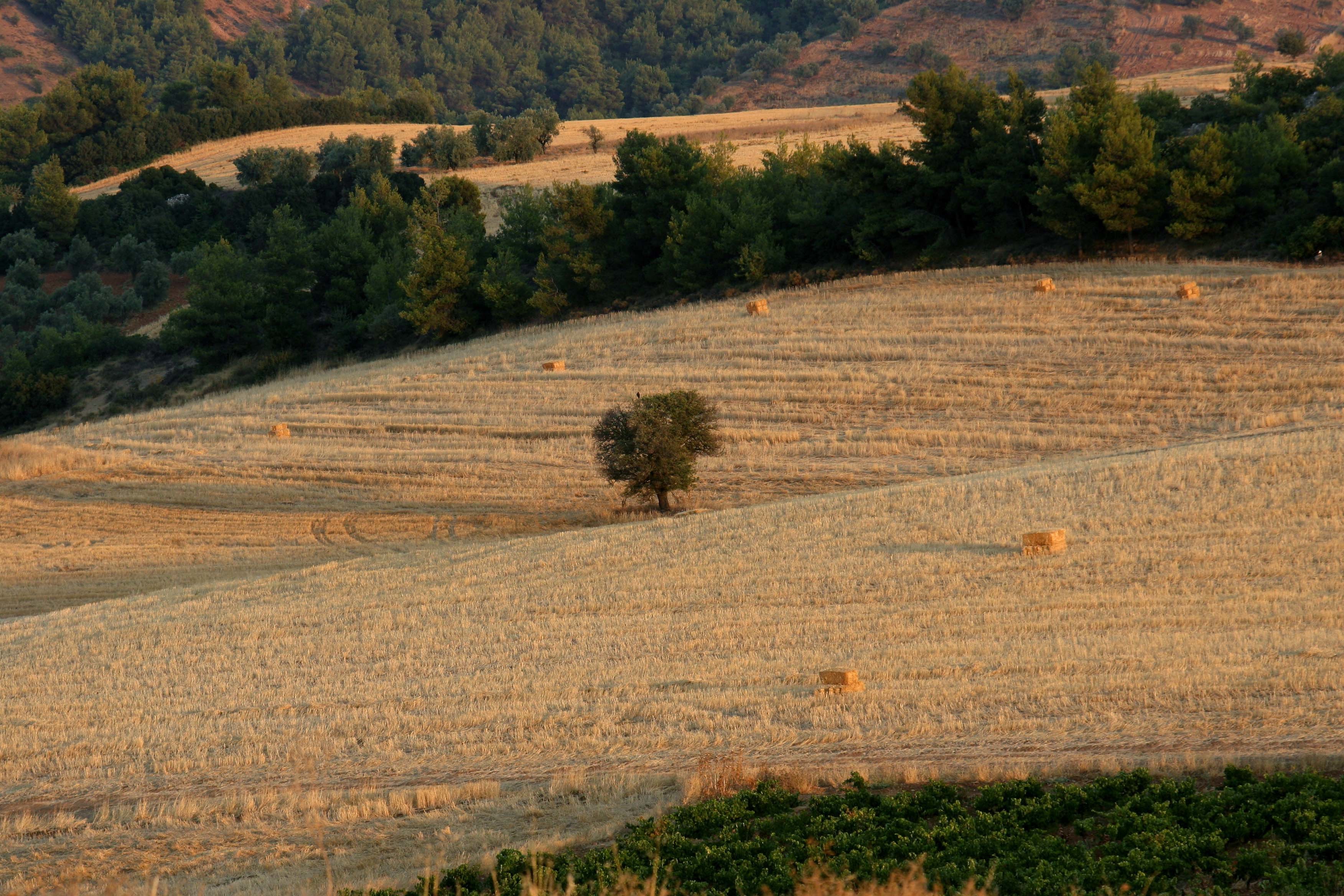 Όποιος πληρώνει… παίρνει – Ρύθμιση του Υπ. Οικονομικών για τις καταπατημένες εκτάσεις του Δημοσίου