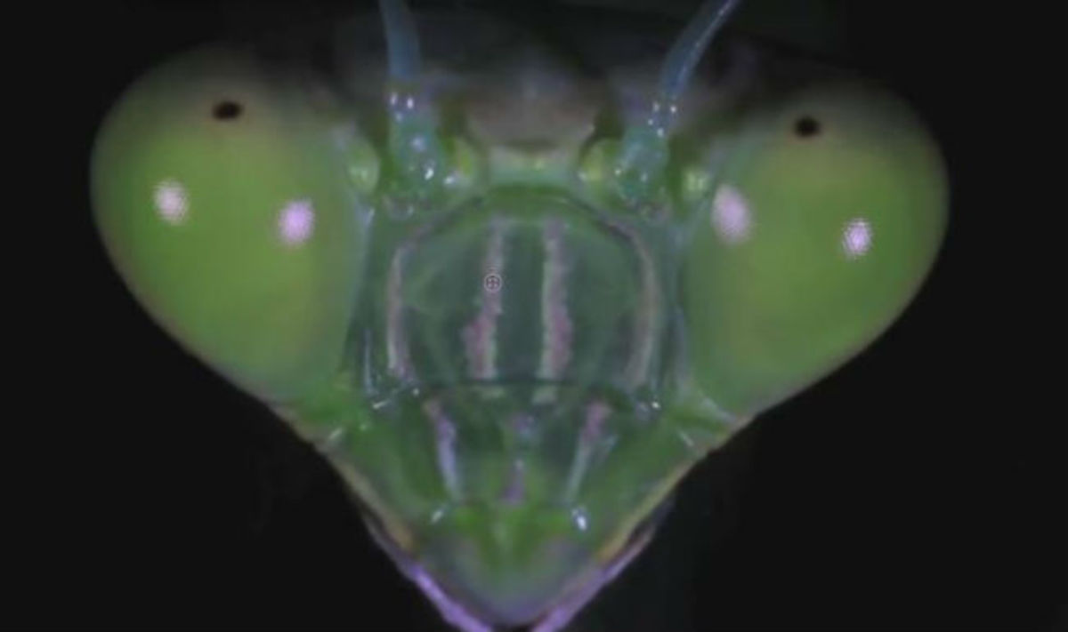 Τα πιο περίεργα έντομα που έχετε δει ποτέ στη ζωή σας (βίντεο)