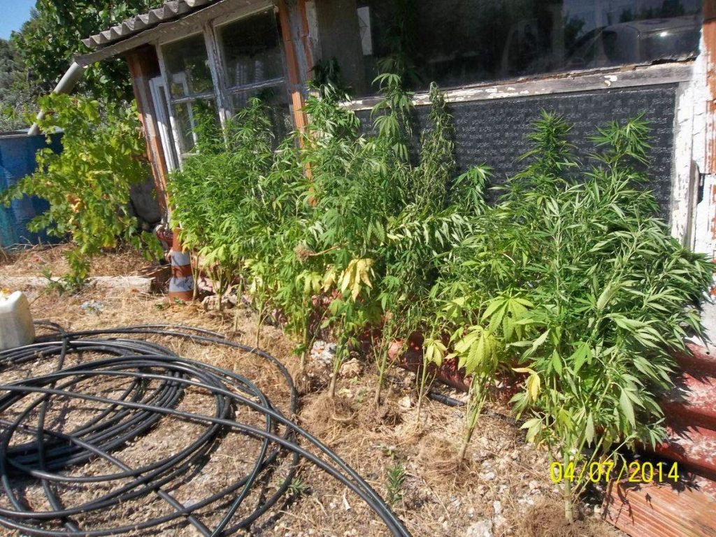 Εύβοια: Οι αστυνομικοί τον περίμεναν στη χασισοφυτεία του (ΦΩΤΟ)