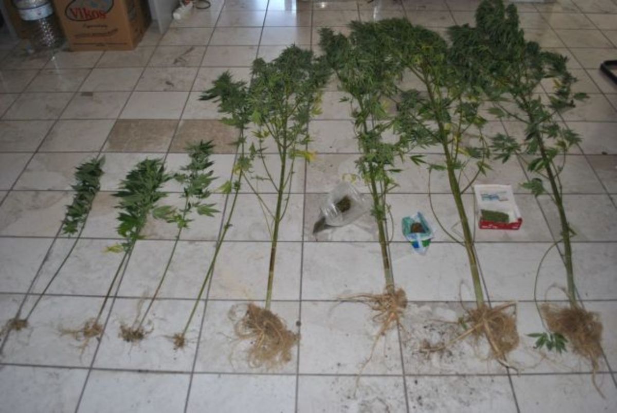 Φθιώτιδα: Είχε στον κήπο του… χασισόδεντρα