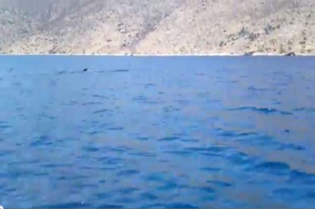 Φάλαινα στο Πόρτο Γερμενό – video!