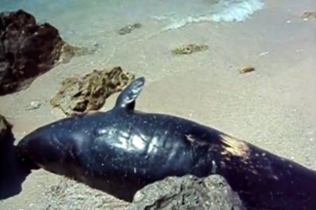 Νεκρή φάλαινα στη Λευκάδα – Δείτε βίντεο