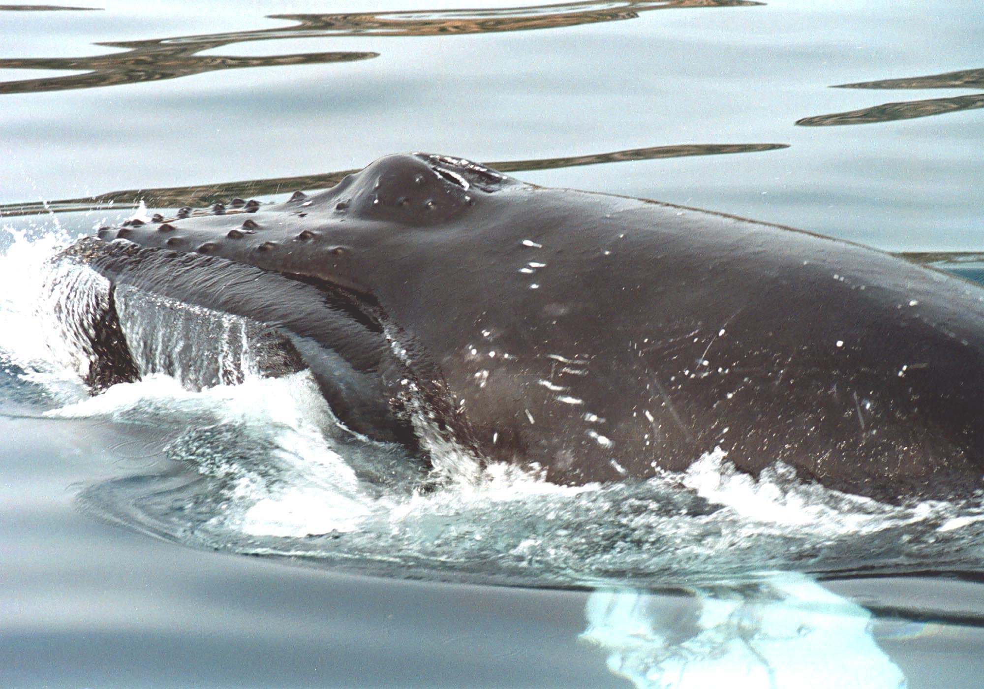 Νεκρή φάλαινα στη θαλάσσια περιοχή Κισσάμου