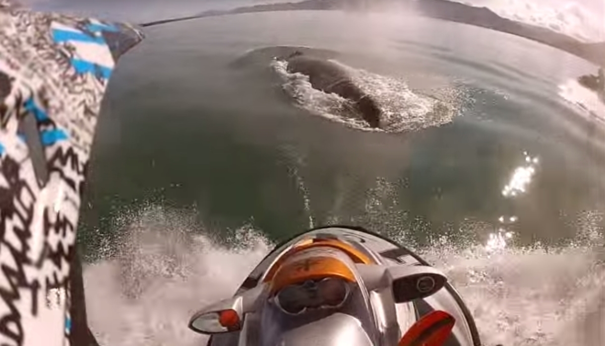 Απίστευτο: Με το τζετ σκι πέρασε πάνω από τη φάλαινα! (βίντεο)