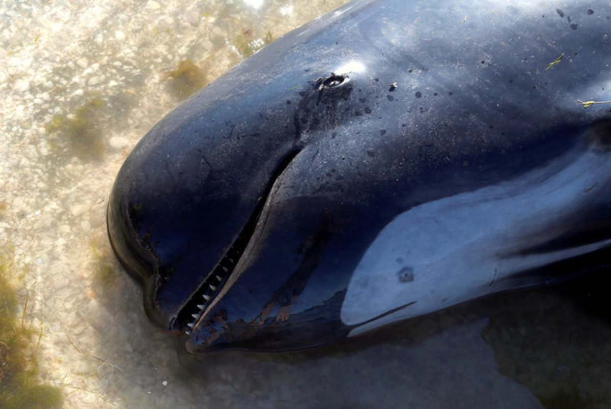 Νέα Ζηλανδία: Ακόμη 200 φάλαινες “ξεβράστηκαν” [pics]