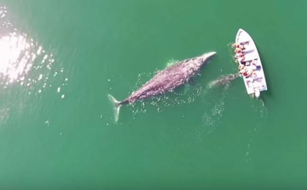 Απίστευτο βίντεο: Τα χάδια ανθρώπων σε τεράστιες φάλαινες!