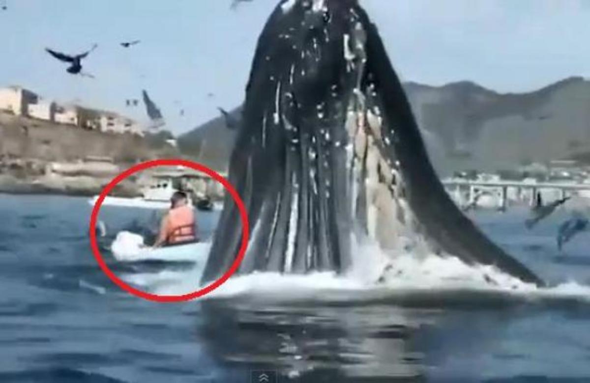 Ένα βίντεο που κόβει την ανάσα – Φάλαινα επιτέθηκε σε φουσκωτή βάρκα!
