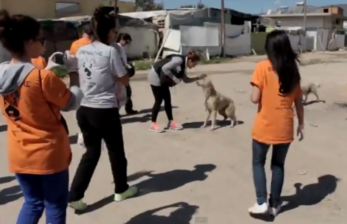 Τα φαντάσματα του Ασπρόπυργου κάνουν πάρτυ για τα αδέσποτα