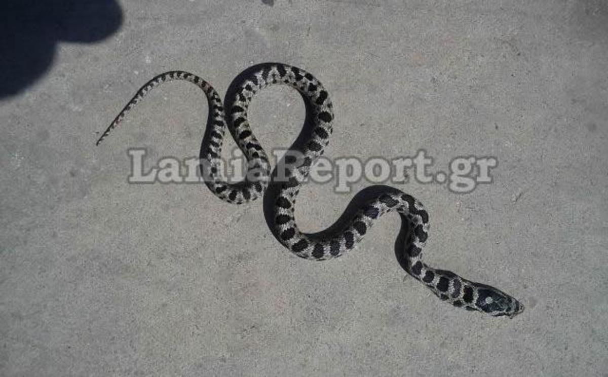 ΦΩΤΟ από το LamiaReport