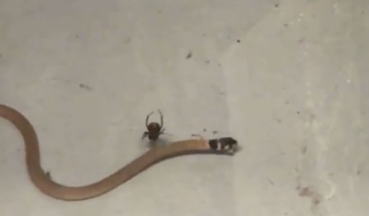 Απίστευτο κι όμως αληθινό: Αράχνη σκότωσε φίδι! (vid)