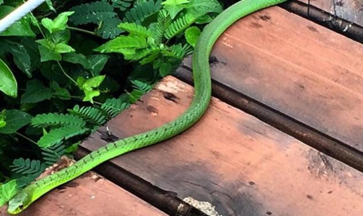Ποια Ελληνίδα βρέθηκε αντιμέτωπη με αυτό το φίδι στην Αφρική;