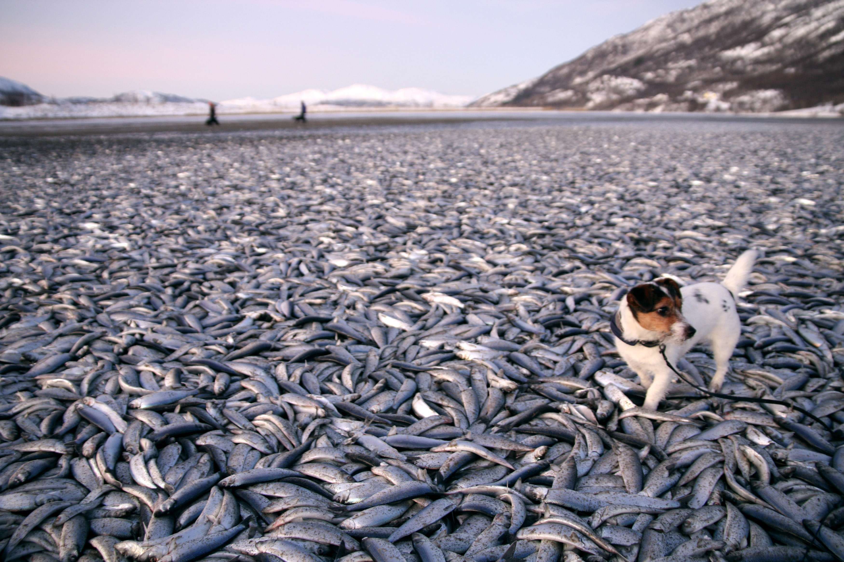 Живая рыба в мертвом море