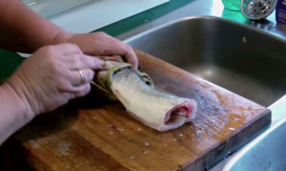 Ακέφαλο ψάρι… είναι ζωντανό και σπαρταράει (ΒΙΝΤΕΟ)