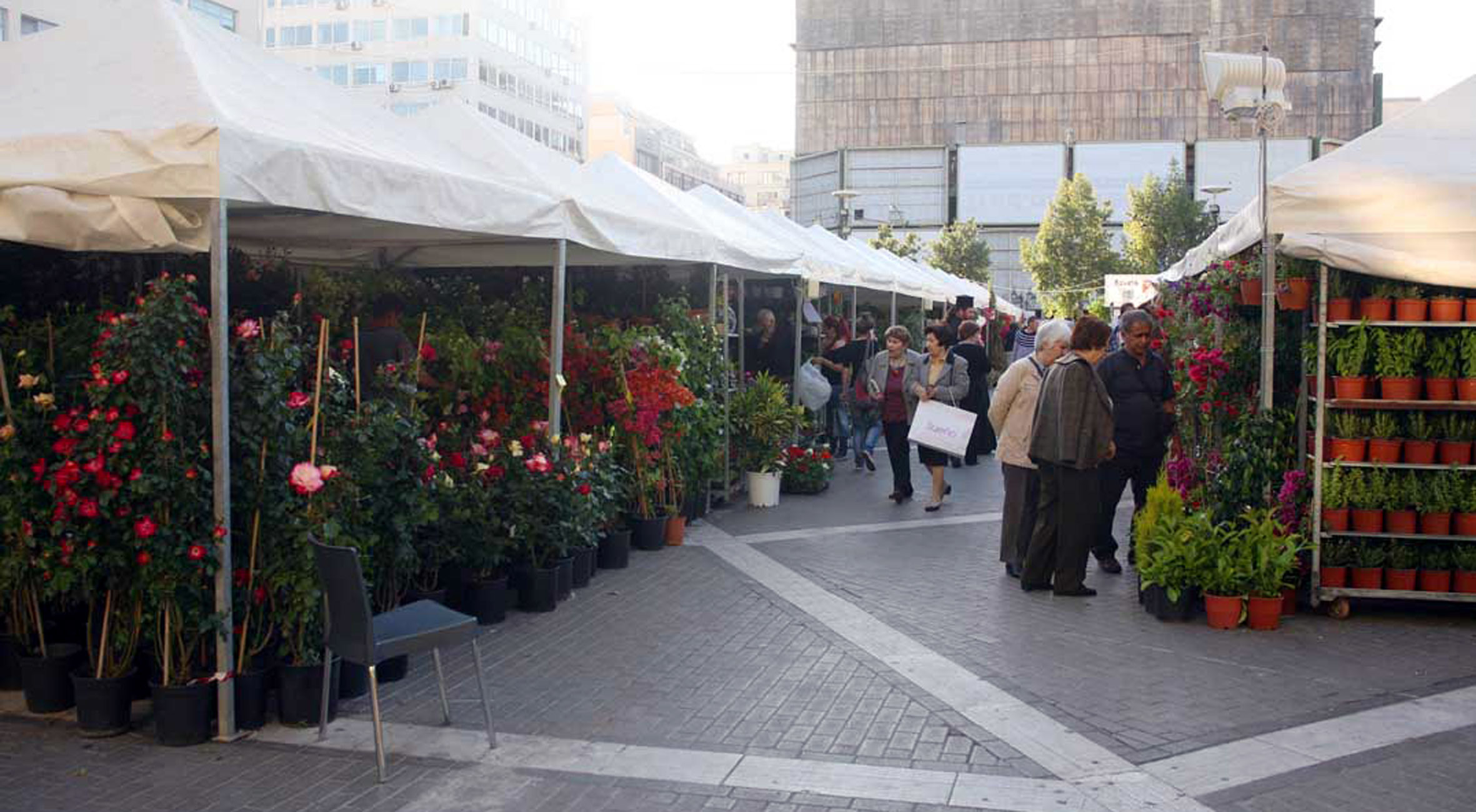Τα φυτά ξέρουν τέλεια μαθηματικά