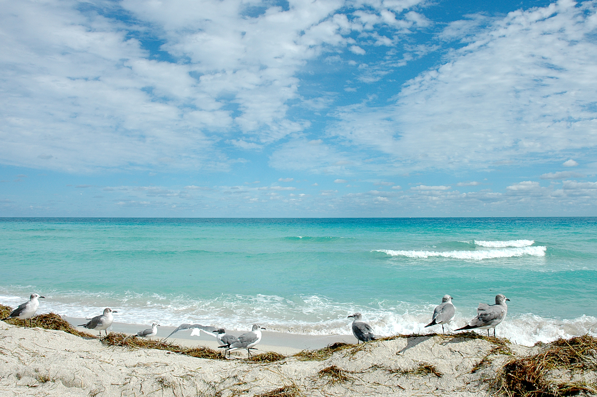 Φλόριντα: Ξεβράστηκαν στην ακτή μπάλες πίσσας….