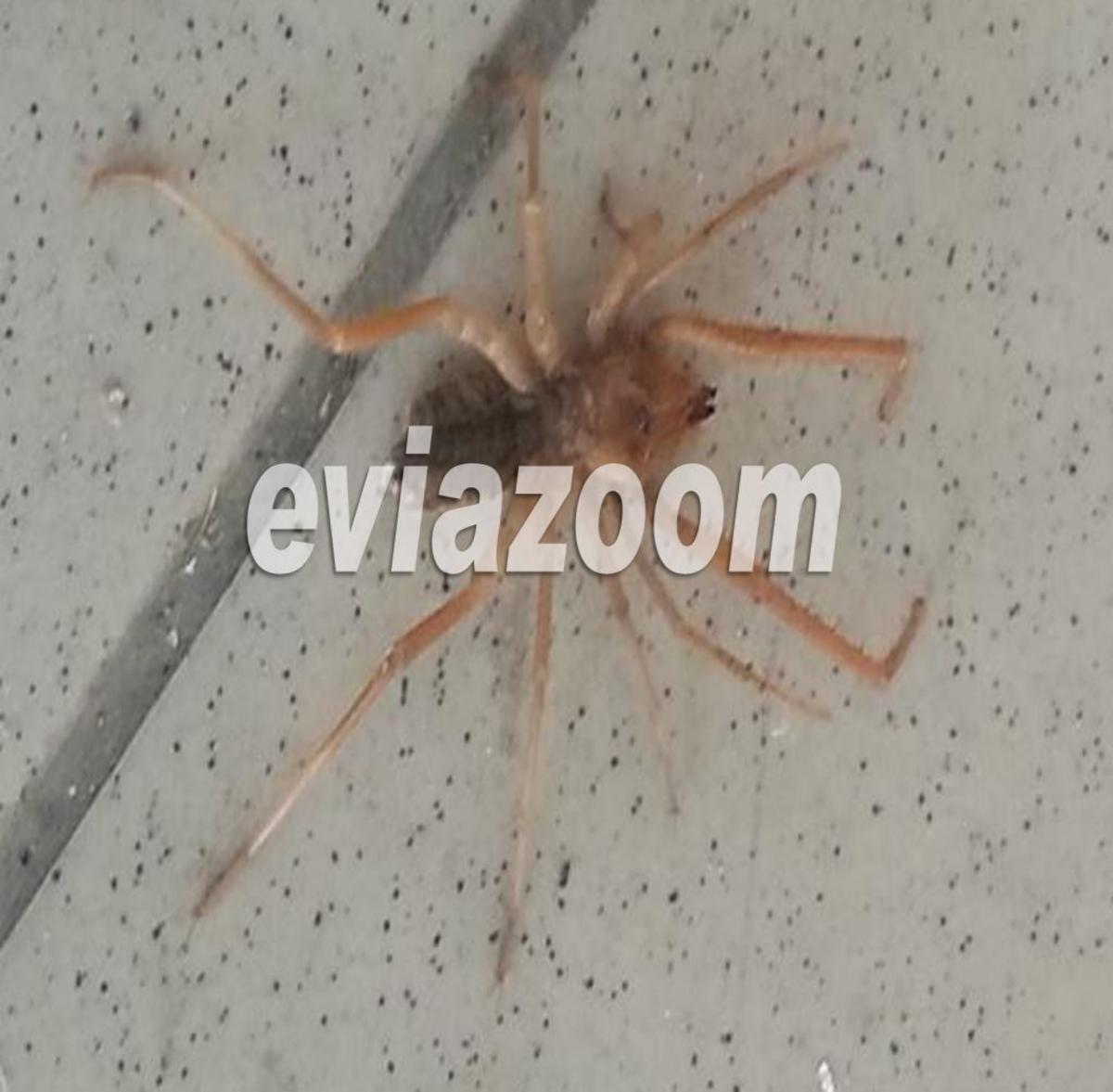 ΦΩΤΟ από το EviaZoom