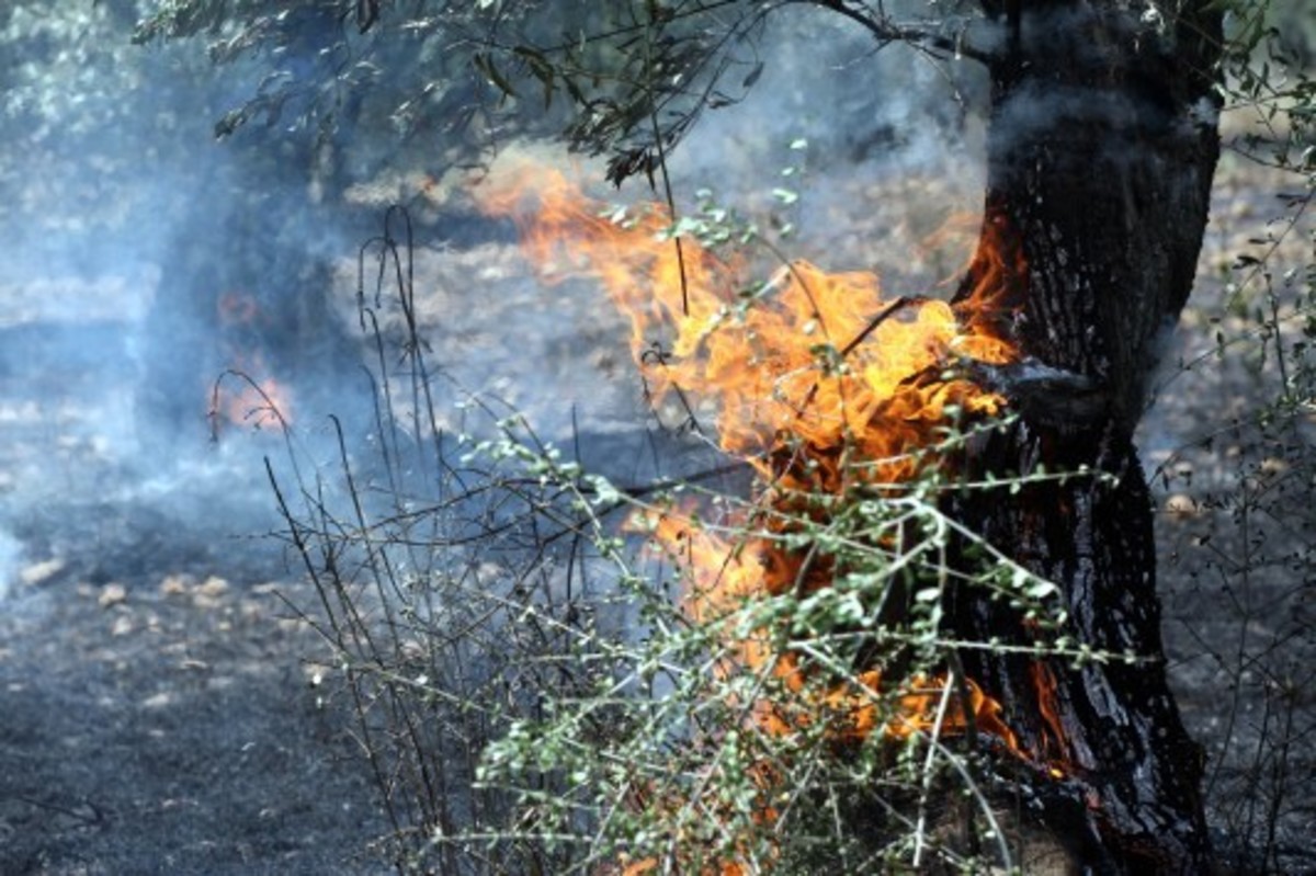 Πύργος: Φωτιά απείλησε το δάσος της Στροφυλιάς