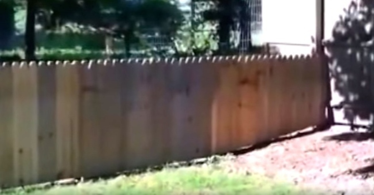 Έφτιαξε αυτόν τον φράχτη για τον σκύλο του. Αλλά κάτι έκανε λάθος… (βίντεο)