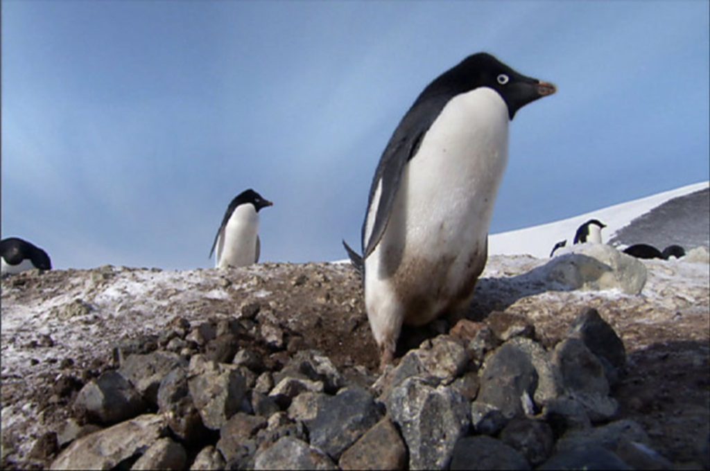Ο πιγκουίνος που έκλεβε… πέτρες! Δείτε το βίντεο