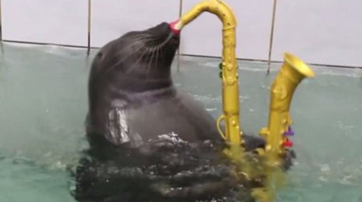 Φώκιες… των καλών τεχνών – Παίζουν σαξόφωνο και ζωγραφίζουν! – Βίντεο