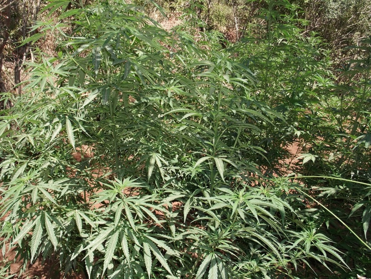 Λακωνία: Μια φυτεία, τρεις συλλήψεις και 17 κροτίδες