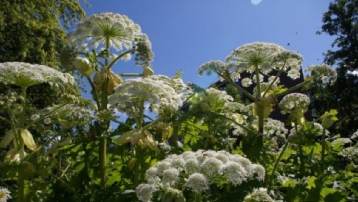 Μακριά από αυτό το φυτό στις διακοπές σας: Προκαλεί εγκαύματα στο παραμικρό άγγιγμα (ΒΙΝΤΕΟ)