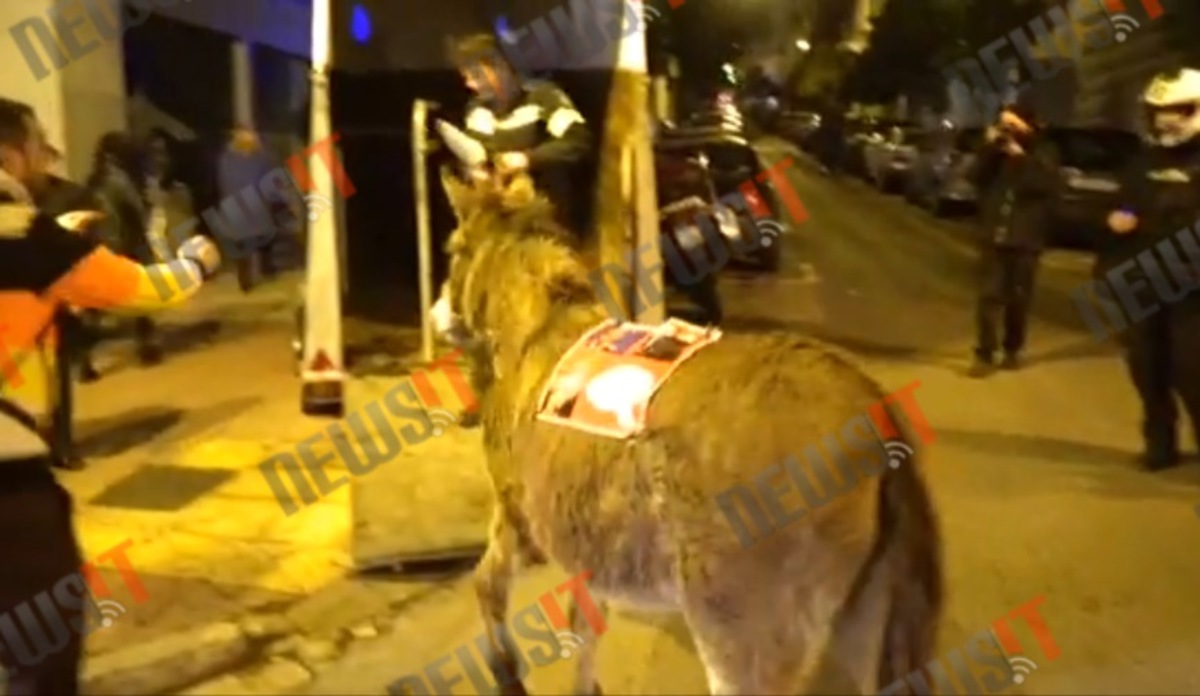 Ένας γάιδαρος στην πορεία