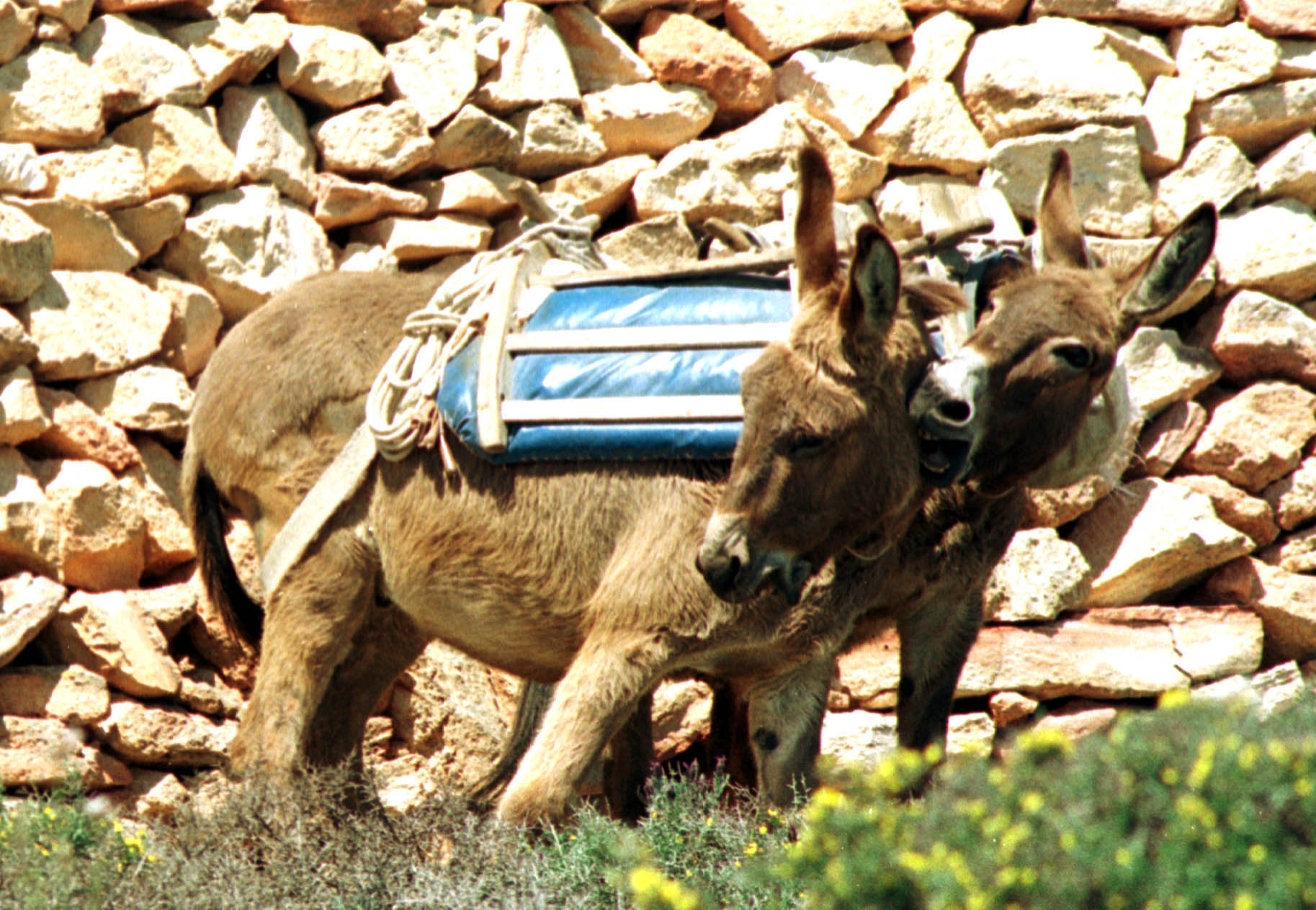 Κρήτη: Τα γαϊδουράκια τους έστειλαν στα δικαστήρια