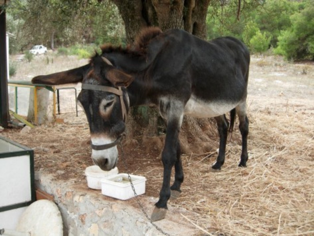 Αδέλφια στο εδώλιο για τον τεμαχισμό γαϊδουριών στη Ρόδο
