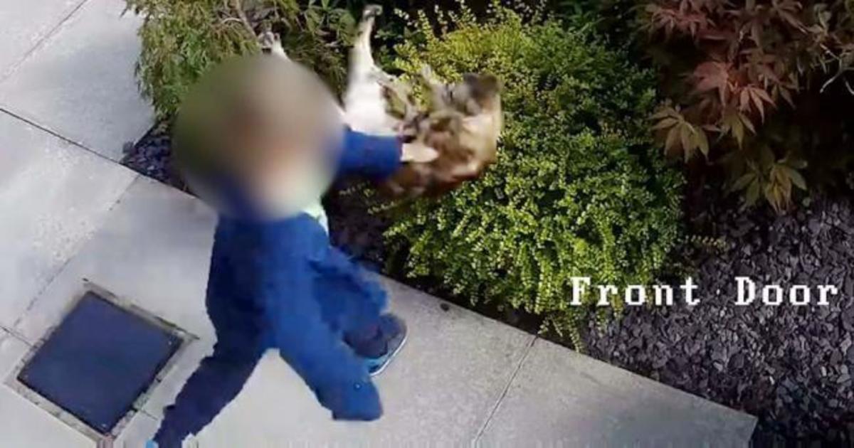 Γάτα πήρε εκδίκηση για το χτύπημα που δέχτηκε από 5χρονο [vid]