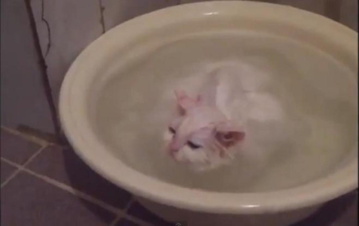 Αυτή η γάτα ΔΕΝ θέλει να βγει από το ζεστό νερό! ΒΙΝΤΕΟ