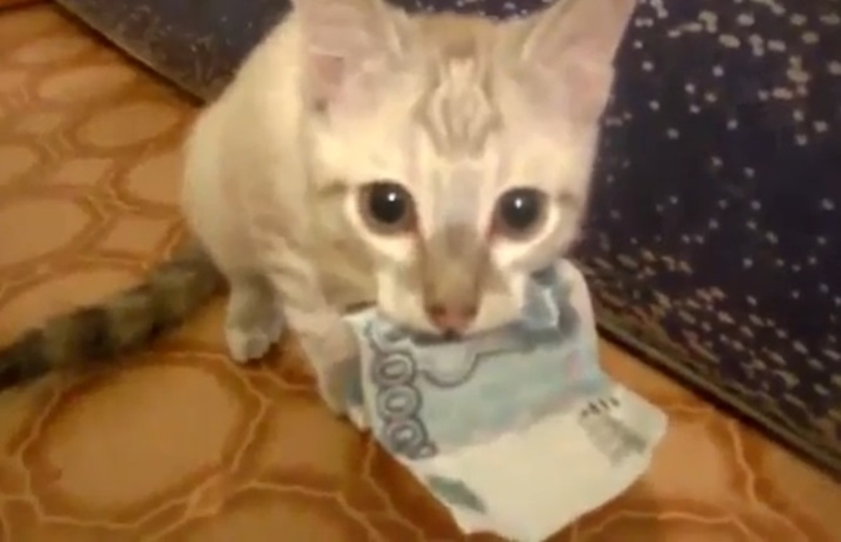 Η γάτα που αρνείται να επιστρέψει τα χρήματα!