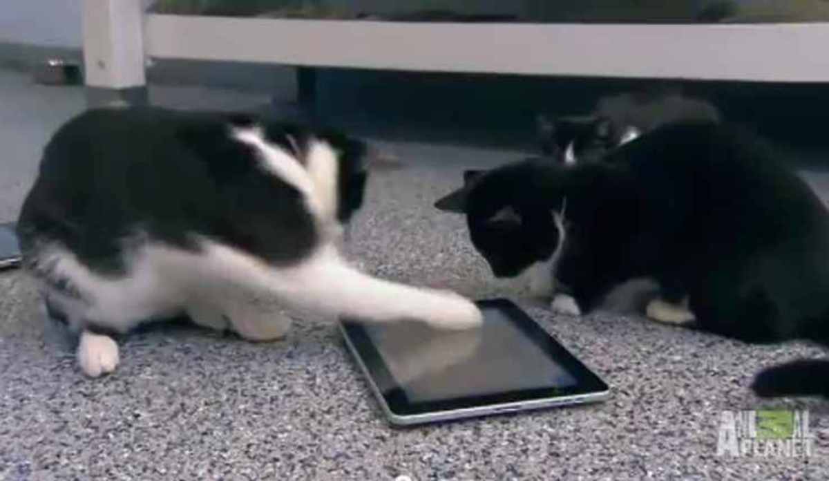 Παιχνίδια στο iPad ειδικά για… γάτες