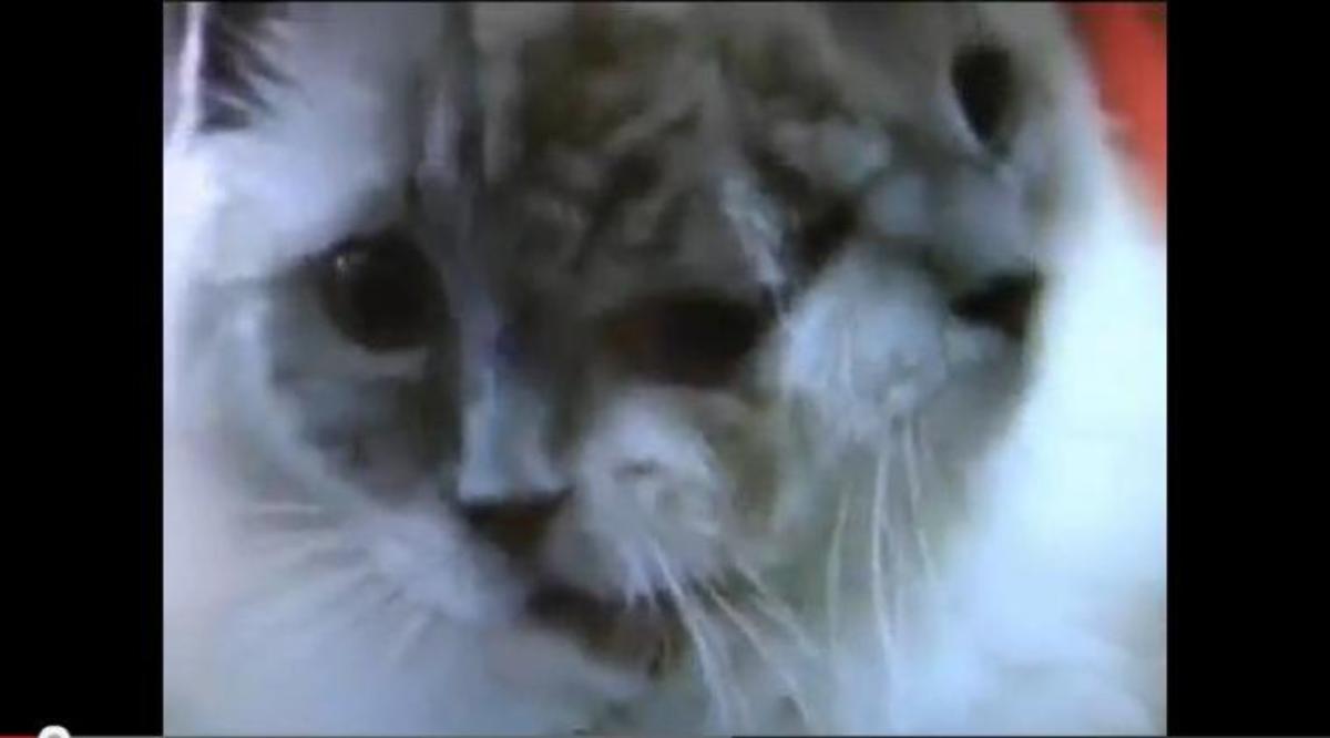 Πέθανε το γατάκι με τα δύο πρόσωπα…