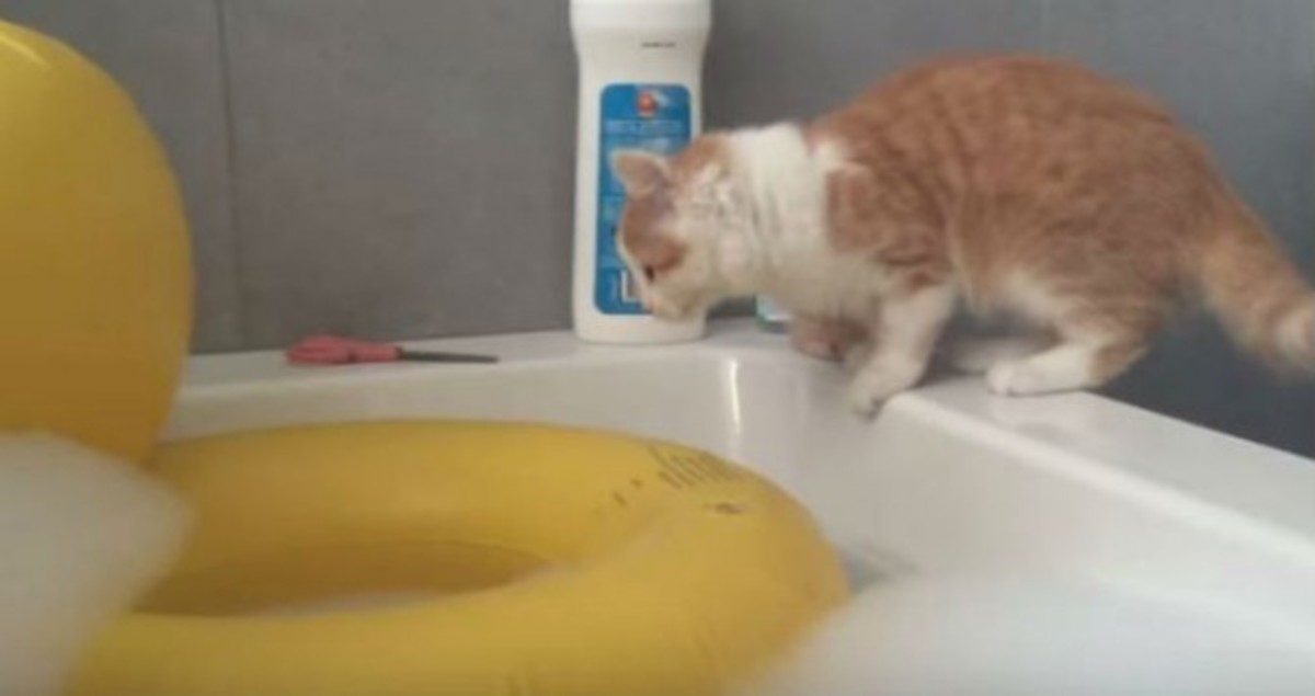 Η περιέργεια της γάτας