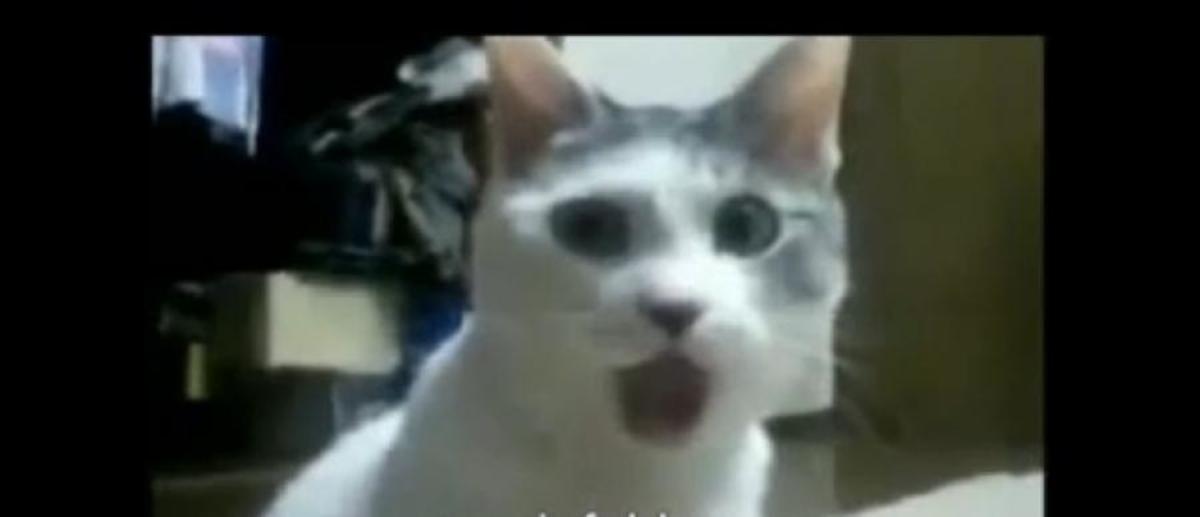 ΑΠΙΣΤΕΥΤΟ βίντεο! Τι είδε η γάτα και έμεινε με το στόμα ανοικτο ;