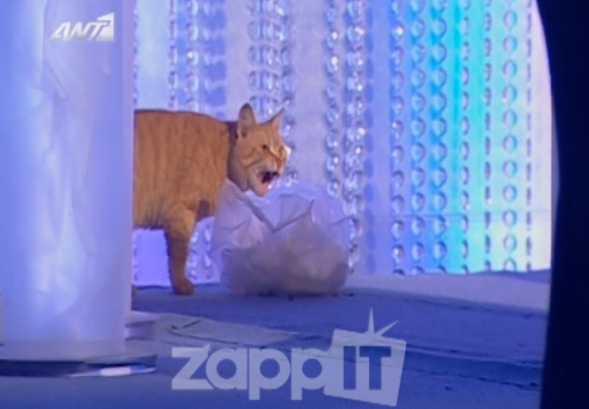 Η γάτα τρώει τα σουβλάκια του Κωστόπουλου!