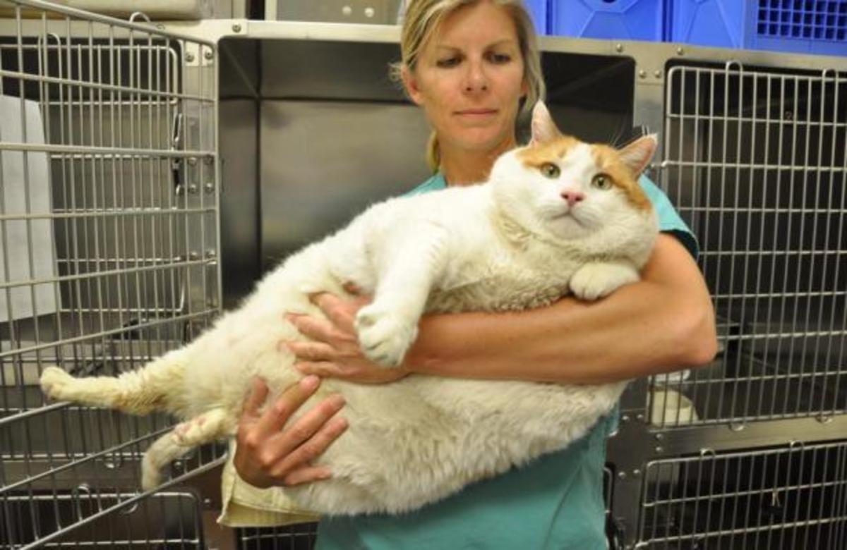 Ο πιο χοντρός γάτος του κόσμου… “έφυγε” από καρδιά!